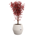 june split low 46cm bianco lino